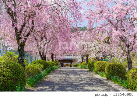 満開になった枝垂れ桜のトンネル（岐阜県揖斐郡池田町・弓削禅寺） 138540906