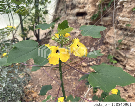 Mousetrap Tree or Succulent Sesame (Uncarina peltata) Mousetrap Tree or Succulent Sesame (Uncarina peltata) 138540961