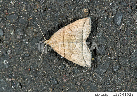 ツマオビアツバ（北海道・鶴居村） 138541028