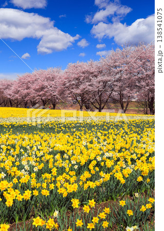 春の青空に映える満開の桜とスイセン（縦） 138541075