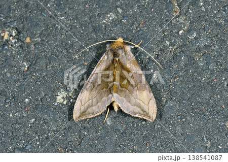 マガリキンウワバ(北海道・鶴居村) マガリキンウワバ(北海道・鶴居村) 138541087