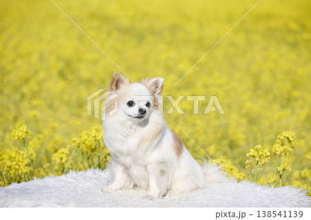 花畑の中で座るチワワ 自然光で撮影された可愛い犬 花畑の中で座るチワワ 自然光で撮影された可愛い犬 138541139