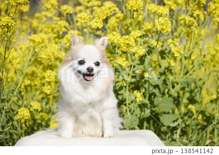笑顔のチワワ 春の花畑で微笑む可愛い犬のポートレート 138541142