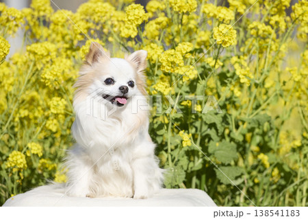 笑顔のチワワ 春の菜の花畑で舌を出す可愛い犬のポートレート 138541183