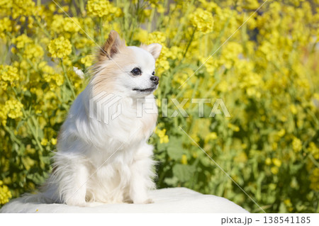 菜の花畑の前で座るチワワ 余白のあるナチュラルなペット写真 138541185