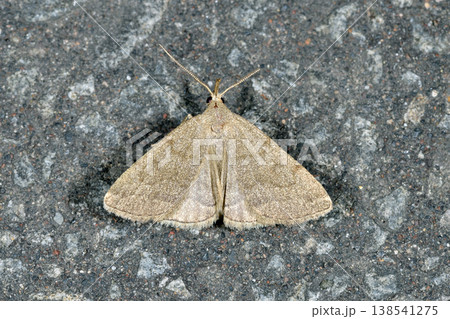 カシワアツバ（北海道・層雲峡） 138541275