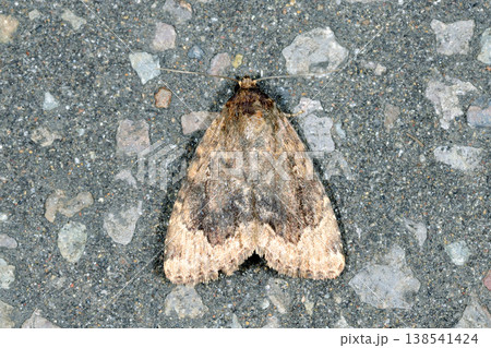 オオウスヅマカラスヨトウ(北海道・知床) オオウスヅマカラスヨトウ(北海道・知床) 138541424