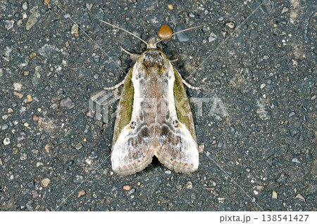 シロスジキノコヨトウ（北海道・鶴居村） 138541427