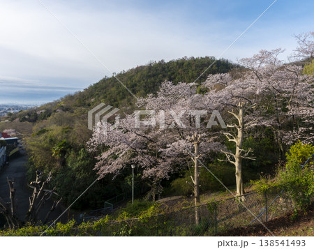 山の公園に咲いた桜 138541493