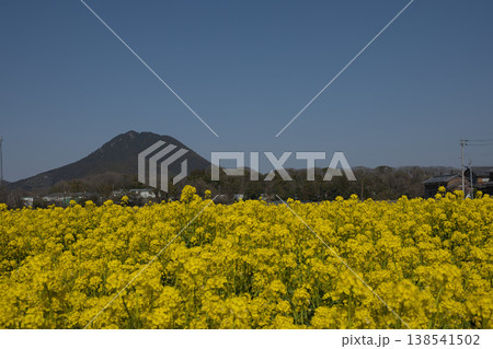 春爛漫、近江富士と菜の花19 138541502