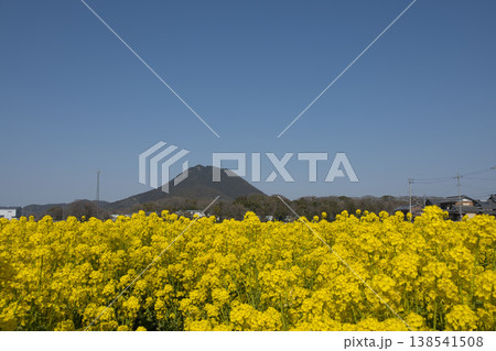 春爛漫、近江富士と菜の花14 春爛漫、近江富士と菜の花14 138541508