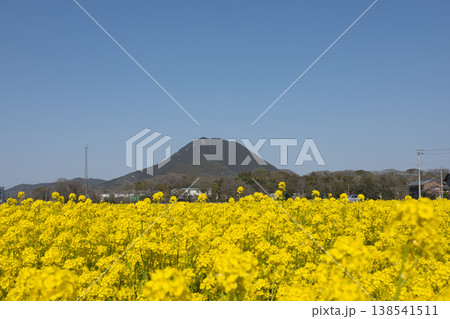 春爛漫、近江富士と菜の花11 春爛漫、近江富士と菜の花11 138541511