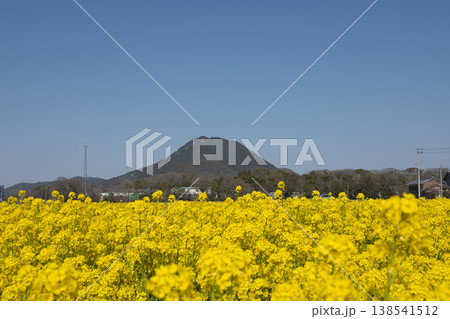 春爛漫、近江富士と菜の花10 春爛漫、近江富士と菜の花10 138541512