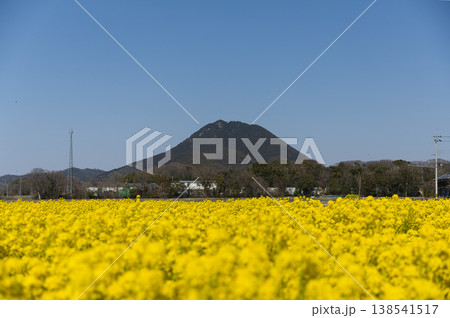 春爛漫、近江富士と菜の花5 春爛漫、近江富士と菜の花5 138541517