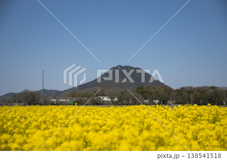 春爛漫、近江富士と菜の花4 春爛漫、近江富士と菜の花4 138541518