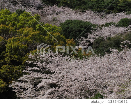 桜のある風景 138541651