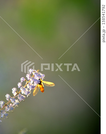春の風景　メイフラワーに止まる昆虫 138541792