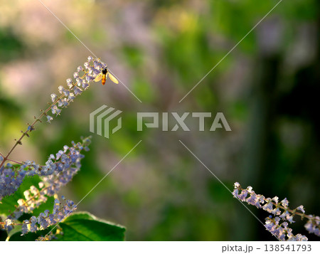 春の風景 メイフラワーに止まる昆虫 春の風景 メイフラワーに止まる昆虫 138541793