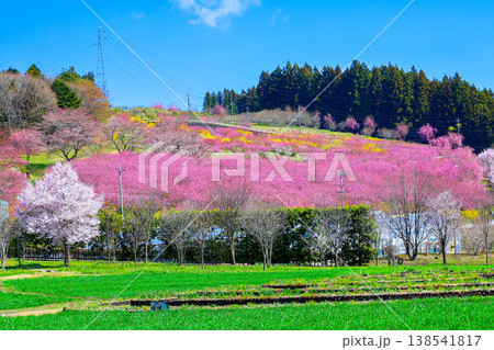 里山に咲く花桃 里山に咲く花桃 138541817