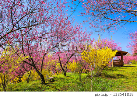 春の花のある風景 138541819