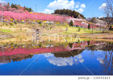 水面に映る花桃 水面に映る花桃 138541823