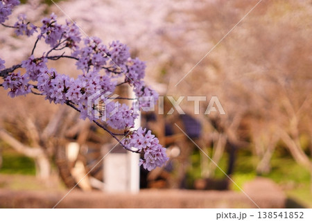 満開の桜と水車小屋の風景 満開の桜と水車小屋の風景 138541852