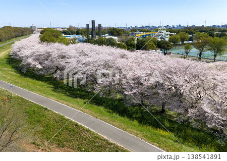 ホットスタッフ川越パーク(川越公園)満開の桜並木 埼玉県川越市(ドローンによる空撮) ホットスタッフ川越パーク(川越公園)満開の桜並木 埼玉県川越市(ドローンによる空撮) 138541891