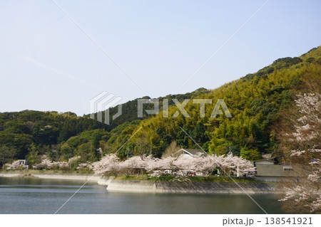 河内貯水池周りの桜並木 河内貯水池周りの桜並木 138541921