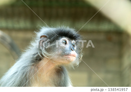 Close-up profile of a dusky leaf monkey with distinctive white eye patches and grey fur. The spectacled langur looks away in a natural setting. Detailed wildlife animal portrait with bokeh background. 138541957