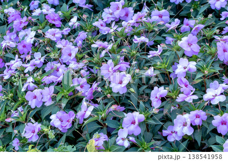 Vibrant purple impatiens flowers blooming in a lush garden bed. Close up view of delicate lilac petals and green foliage creating a dense natural floral background. High angle outdoor shot. Vibrant purple impatiens flowers blooming in a lush garden bed. Close up view of delicate lilac petals and green foliage creating a dense natural floral background. High angle outdoor shot. 138541958