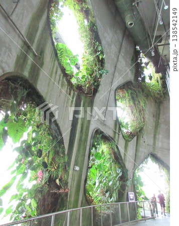 シンガポール　クラウドフォレスト　緑色の植物が植えられた壁 138542149