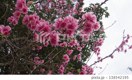 2月の沖縄、葉桜になり始めた寒緋桜（曇り） 138542195