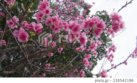 2月の沖縄、葉桜になり始めた寒緋桜(曇り) 2月の沖縄、葉桜になり始めた寒緋桜(曇り) 138542196