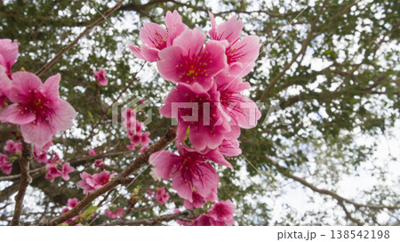 2月の沖縄、葉桜になり始めた寒緋桜（曇り） 138542198