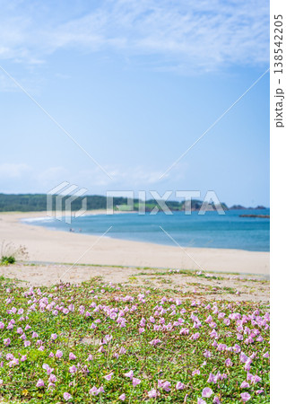 「青森県」渚に花咲く初夏の種差海岸・八戸市 「青森県」渚に花咲く初夏の種差海岸・八戸市 138542205