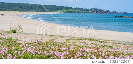 「青森県」渚に花咲く初夏の種差海岸・八戸市 138542207