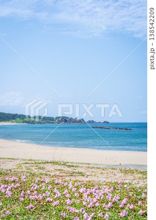 「青森県」渚に花咲く初夏の種差海岸・八戸市 「青森県」渚に花咲く初夏の種差海岸・八戸市 138542209