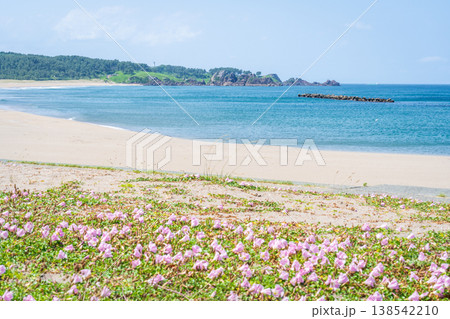 「青森県」渚に花咲く初夏の種差海岸・八戸市 138542210