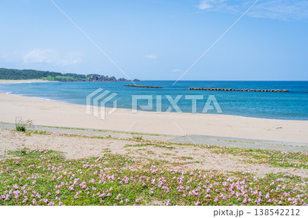 「青森県」渚に花咲く初夏の種差海岸・八戸市 「青森県」渚に花咲く初夏の種差海岸・八戸市 138542212