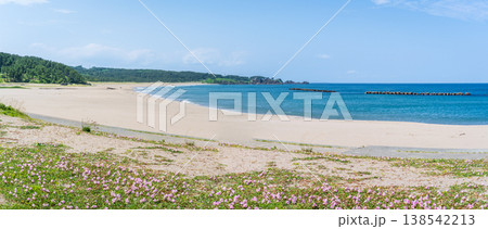 「青森県」渚に花咲く初夏の種差海岸・八戸市 138542213