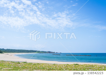 「青森県」渚に花咲く初夏の種差海岸・八戸市 138542223