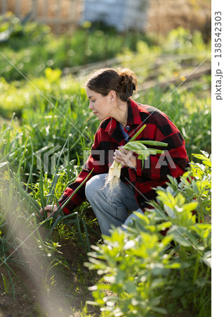 Young woman harvesting green onions in garden Young woman harvesting green onions in garden 138542303