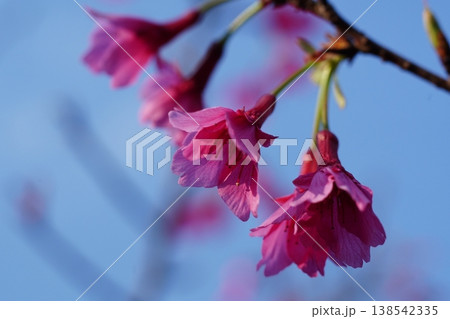 桜 桜 138542335