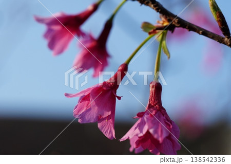 桜 桜 138542336