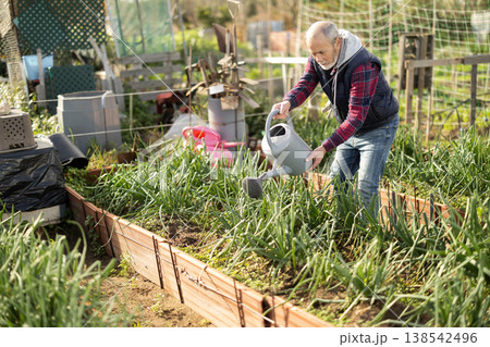 Senior man farmer watering spring onion in garden bed 138542496