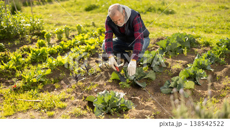Eldery man weeds garden with shovel Eldery man weeds garden with shovel 138542522