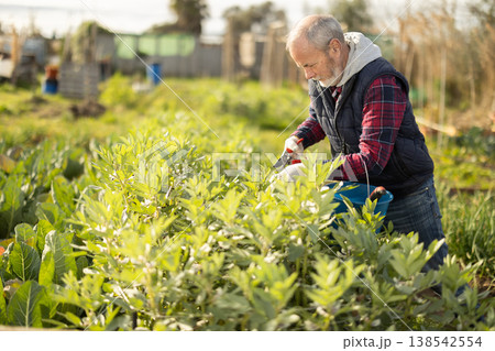 Elderly man trims plants in garden Elderly man trims plants in garden 138542554