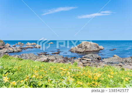 「青森県」渚に花咲く初夏の種差海岸・八戸市 138542577