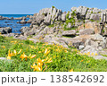 「青森県」渚に花咲く初夏の種差海岸・八戸市 「青森県」渚に花咲く初夏の種差海岸・八戸市 138542692