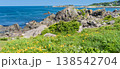 「青森県」渚に花咲く初夏の種差海岸・八戸市 138542704